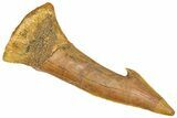 Fossil Sawfish (Onchopristis) Rostral Barb - Morocco #366717-1